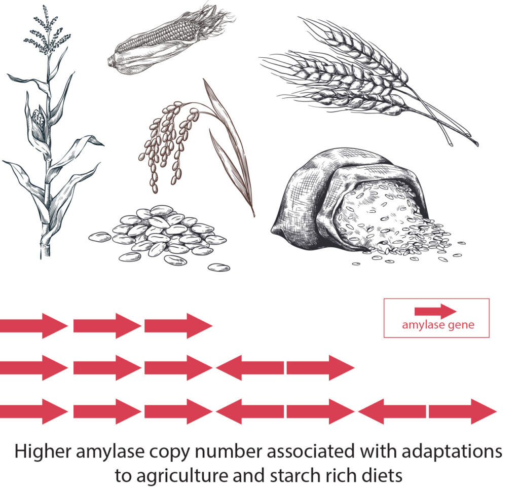 Amylase genes diagram