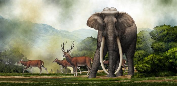 Elephant illustration