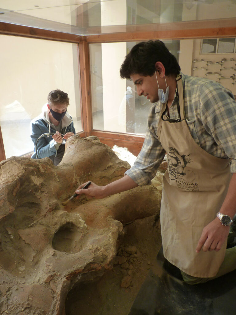 Marc Dickinson and Advait Jukar clean the elephant skull in 2019