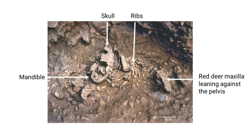 Burial of a 10-month-old Neanderthal, Amud 7, with red deer jawbone leaning against the pelvis