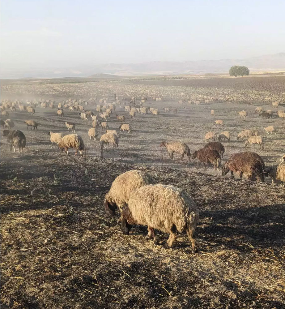 Sheep on the steppe