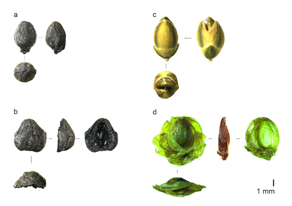 Ephedra macrofossils (a and b) and modern cone bracts (c and d)