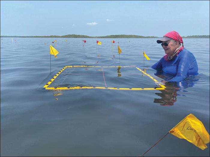 An excavation grid marks an area of high-density pottery on the seafloor at the site of Jay-yi Nah, Belize