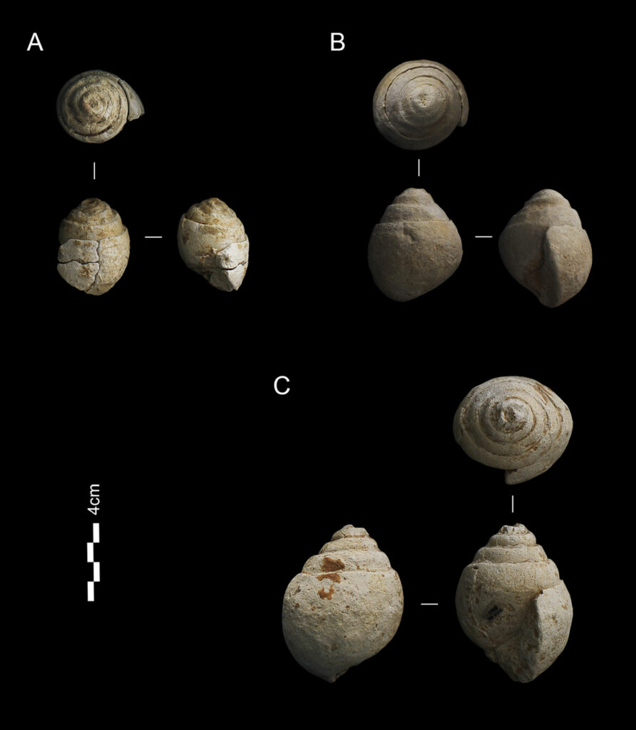 Marine fossils from Prado Vargas Cave, Spain