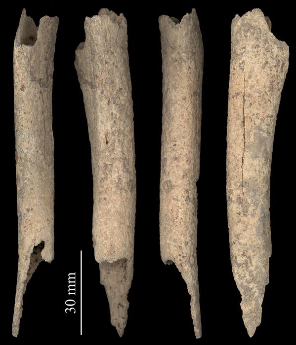 Canine leg bone