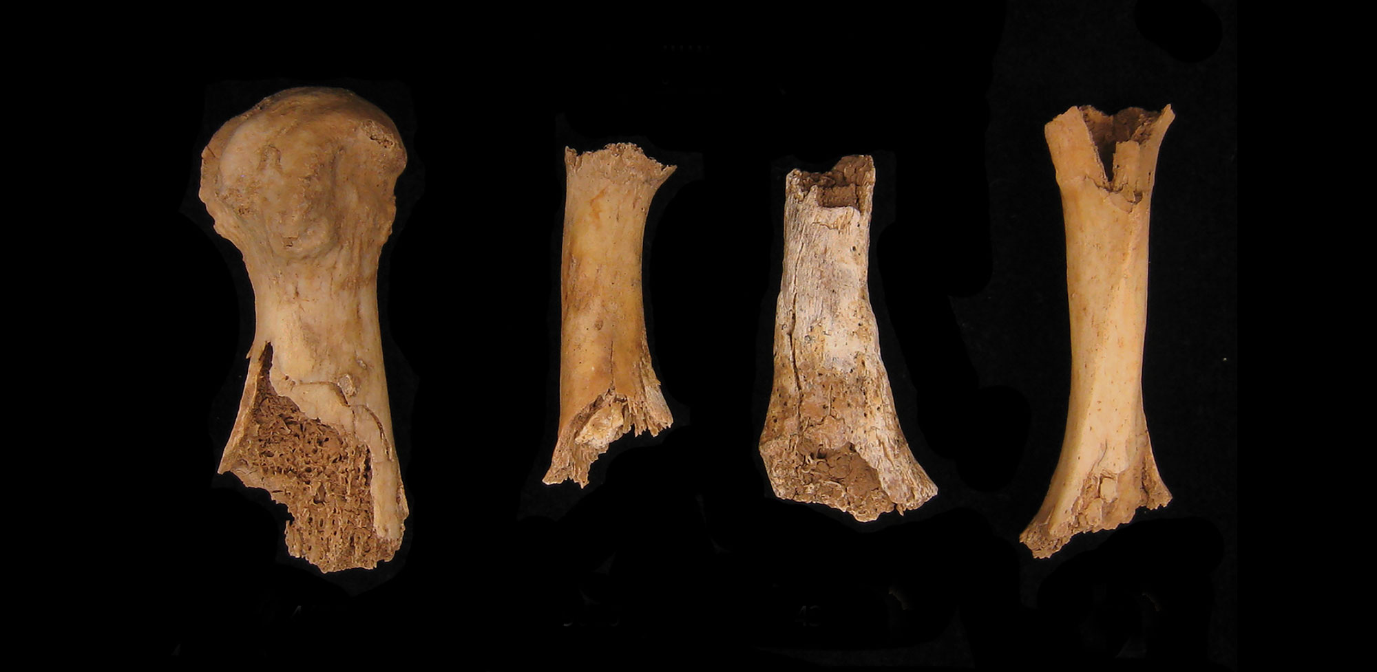 Bones showing damage attributed to possible human chewing