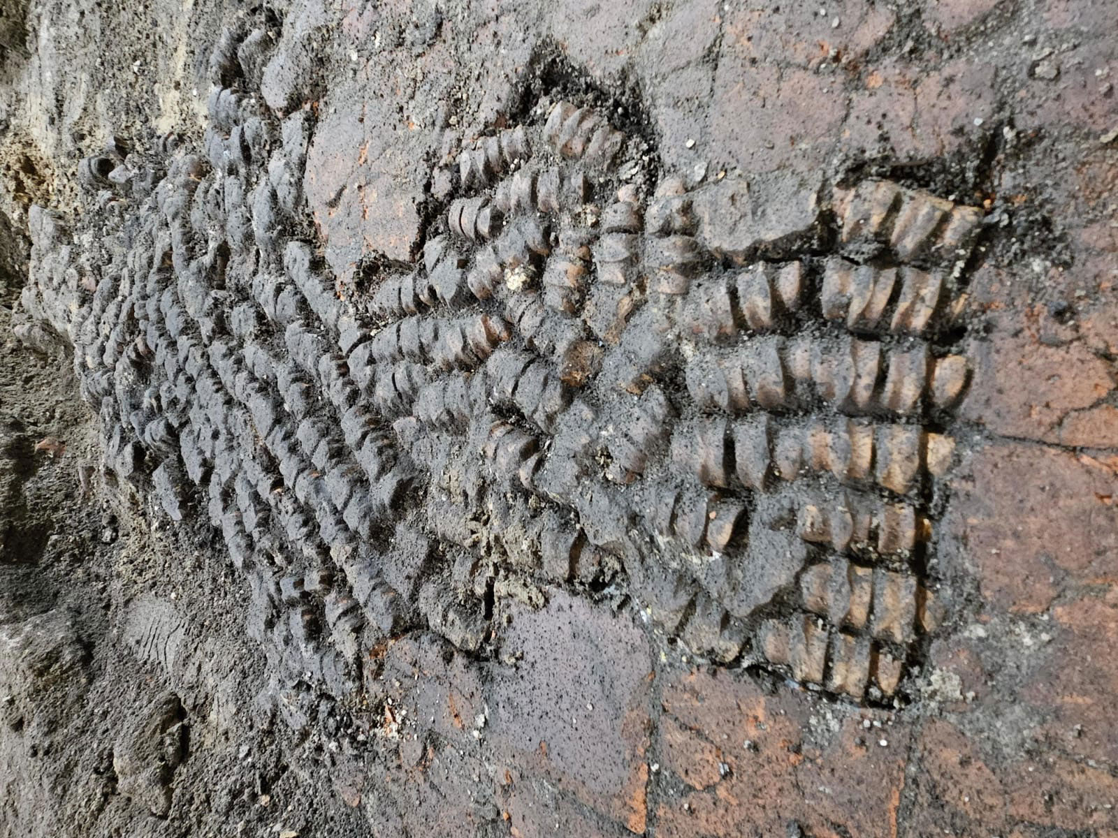 Tile floor repaired with bones, Alkmaar, The Netherlands