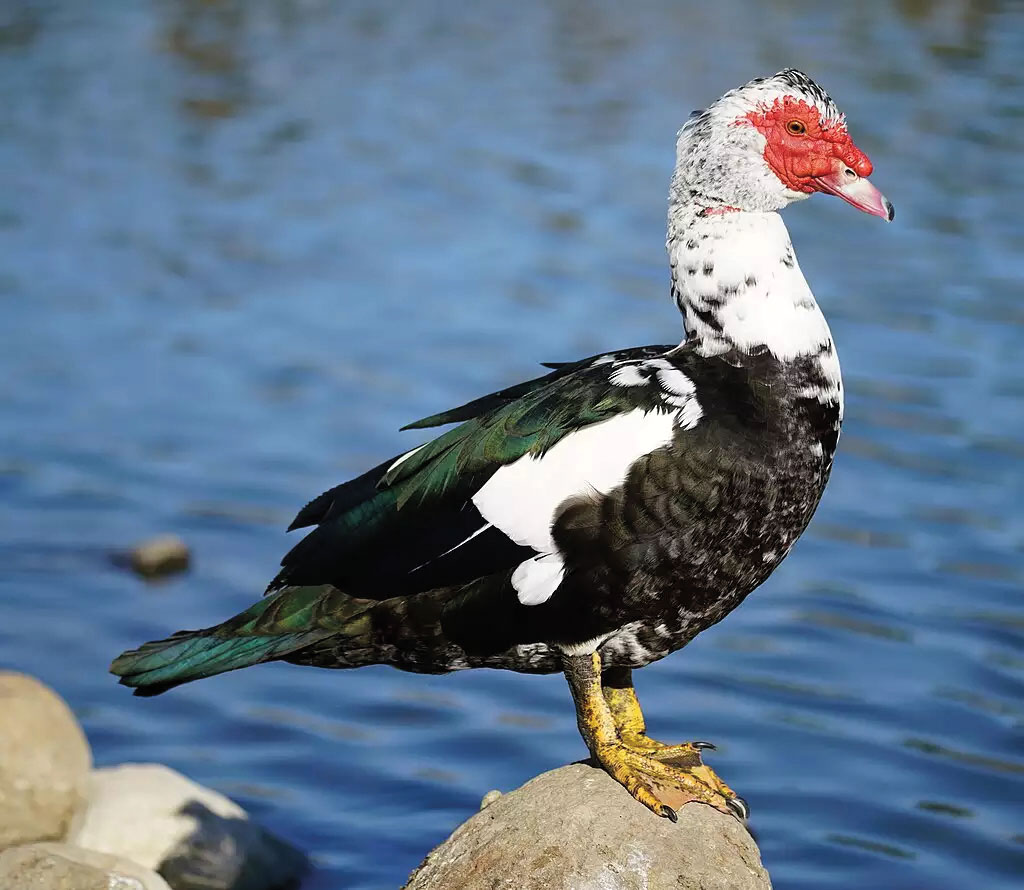 Muscovy duck