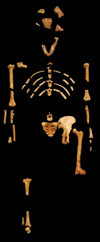 Skeleton of the australopithecine known as Lucy