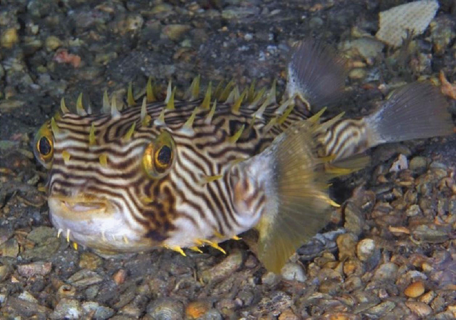 Burrfish