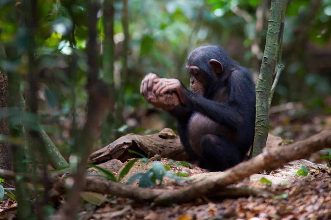 A young male chimpanzee in the Tai Forest of Cote d'Ivoire cracking nuts using a stone hammer and a wooden anvil