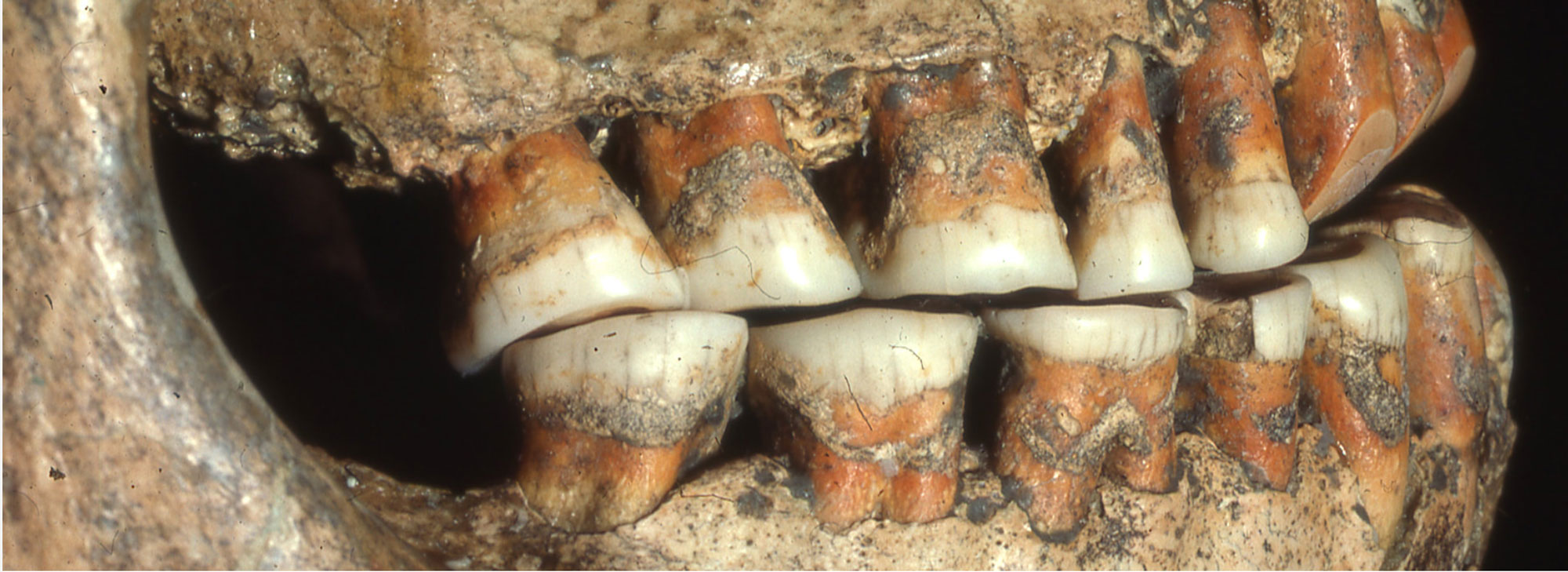 Close-up of the teeth of a Pavlovian individual