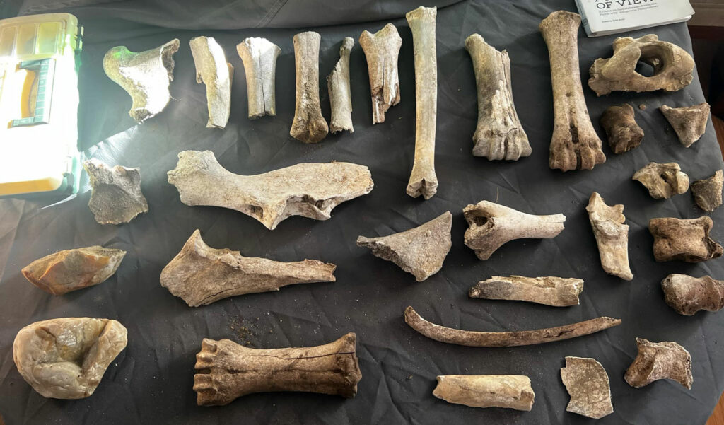 Animal bones uncovered at the site along the North Saskatchewan River