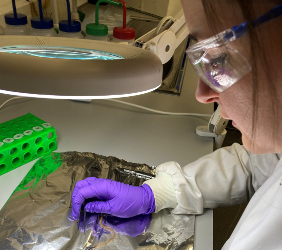 A scientist examines a hair sample