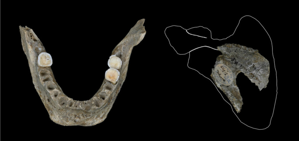 Teeth and bone recovered from Maszycka Cave, Poland