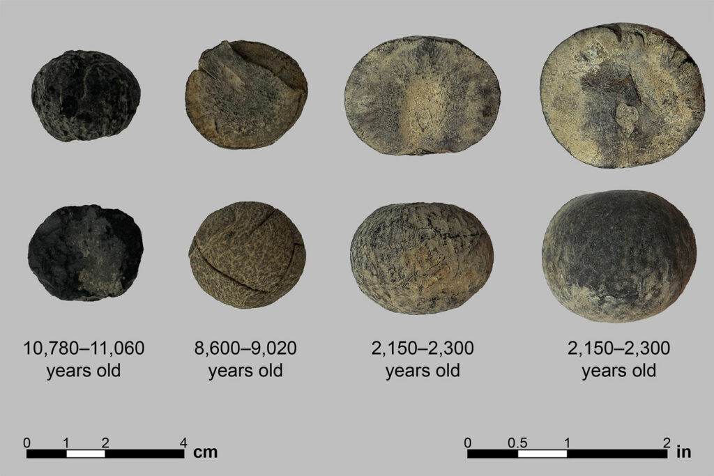 Increases in avocado pit sizes through time indicate selection for larger fruits.