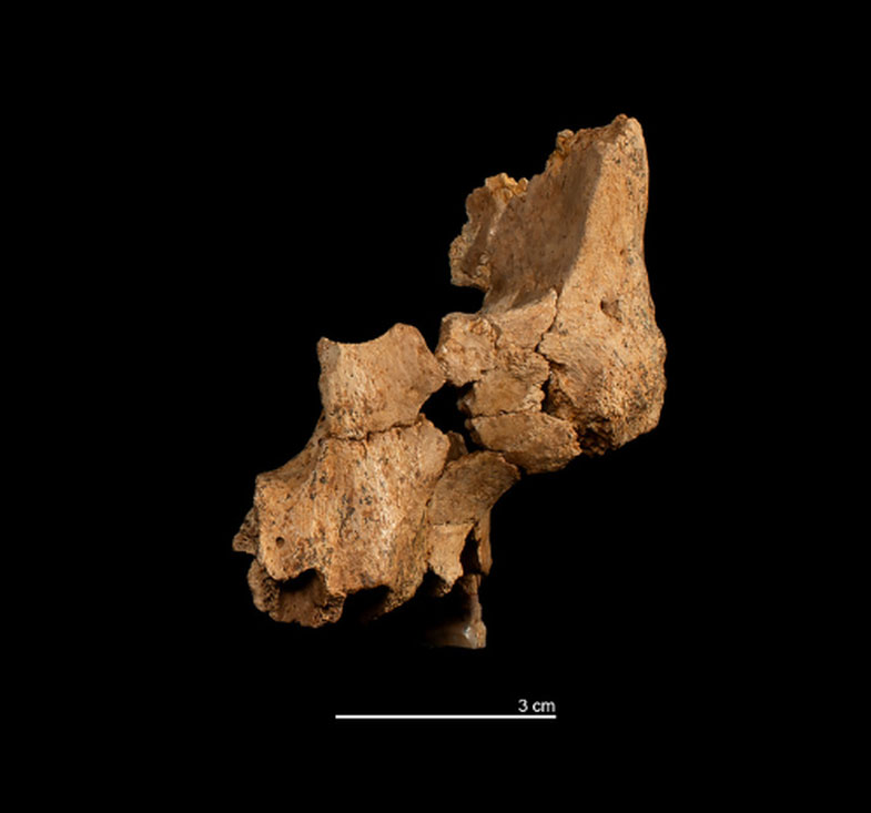 Homo affinis erectus face fossil