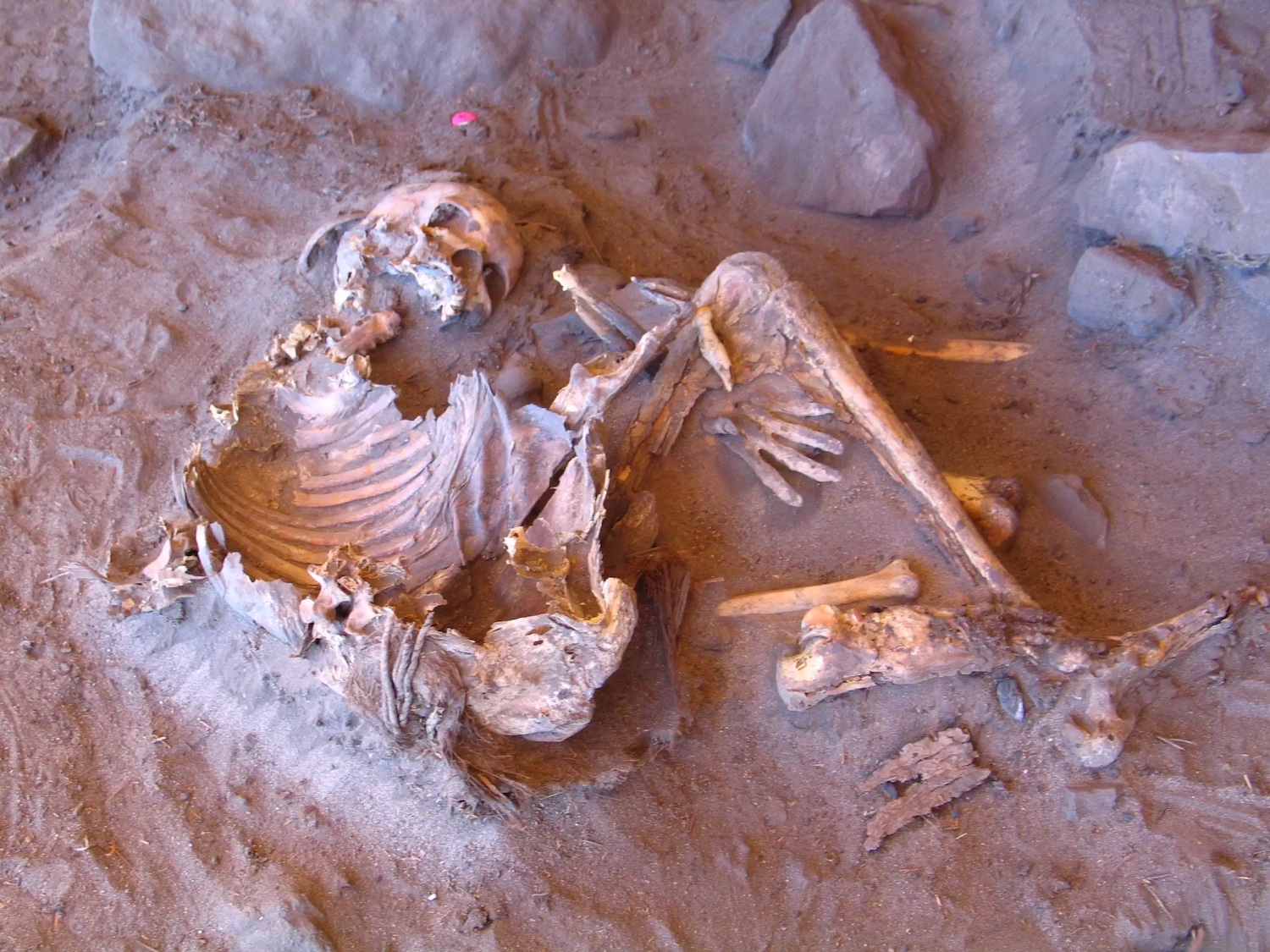 News - Ancient DNA Reveals Human Lineage of Green Sahara Dwellers