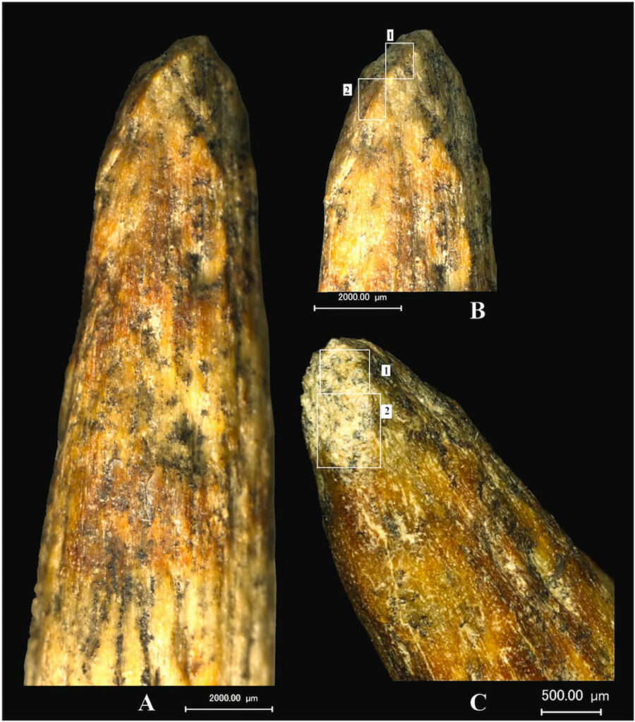 Microscopic photographs of bone spear tip