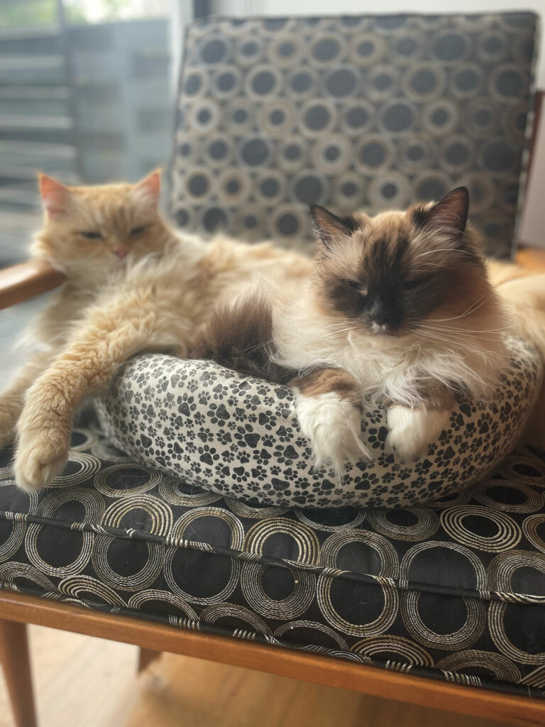Domestic cats