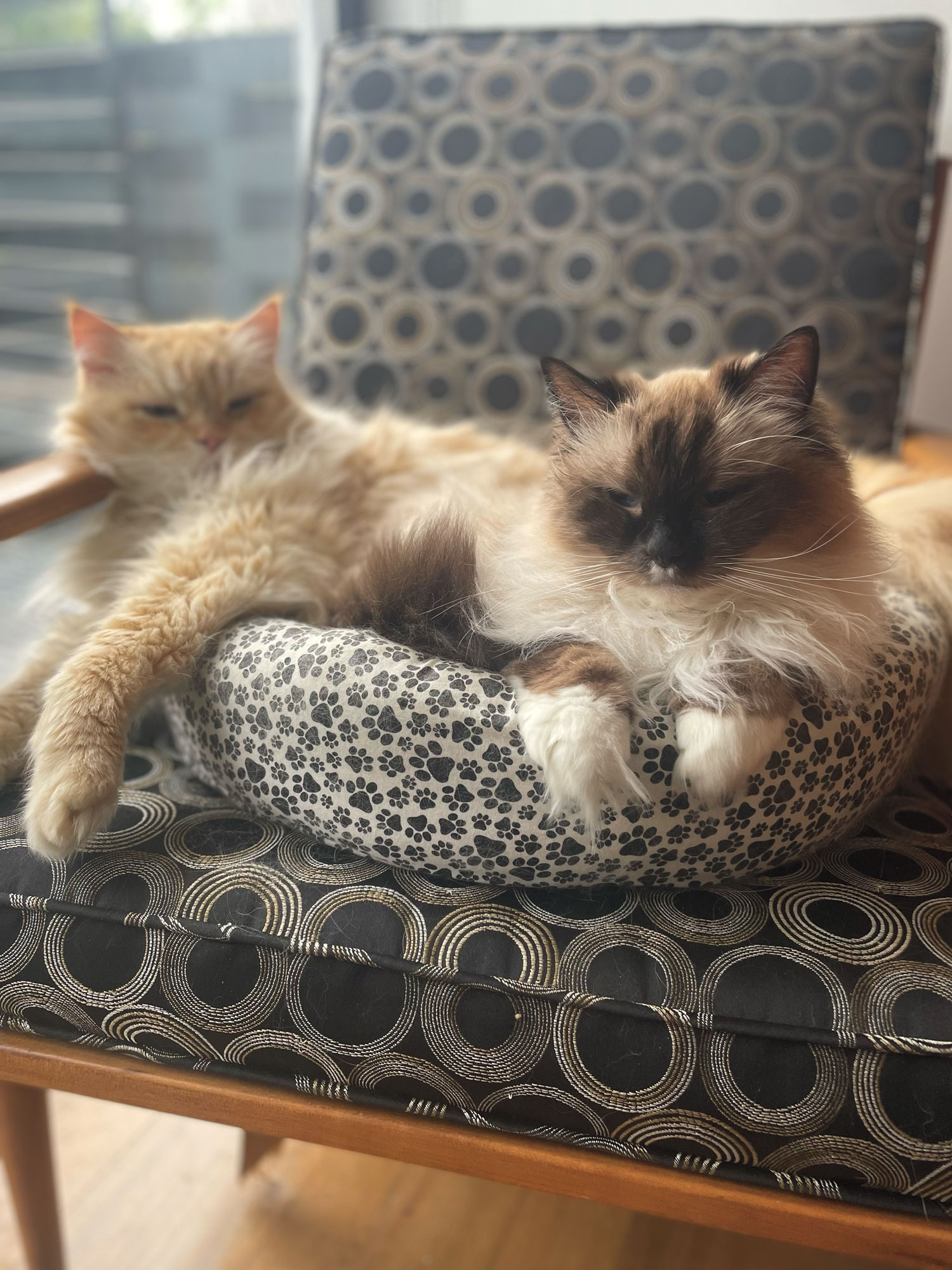 Domestic cats