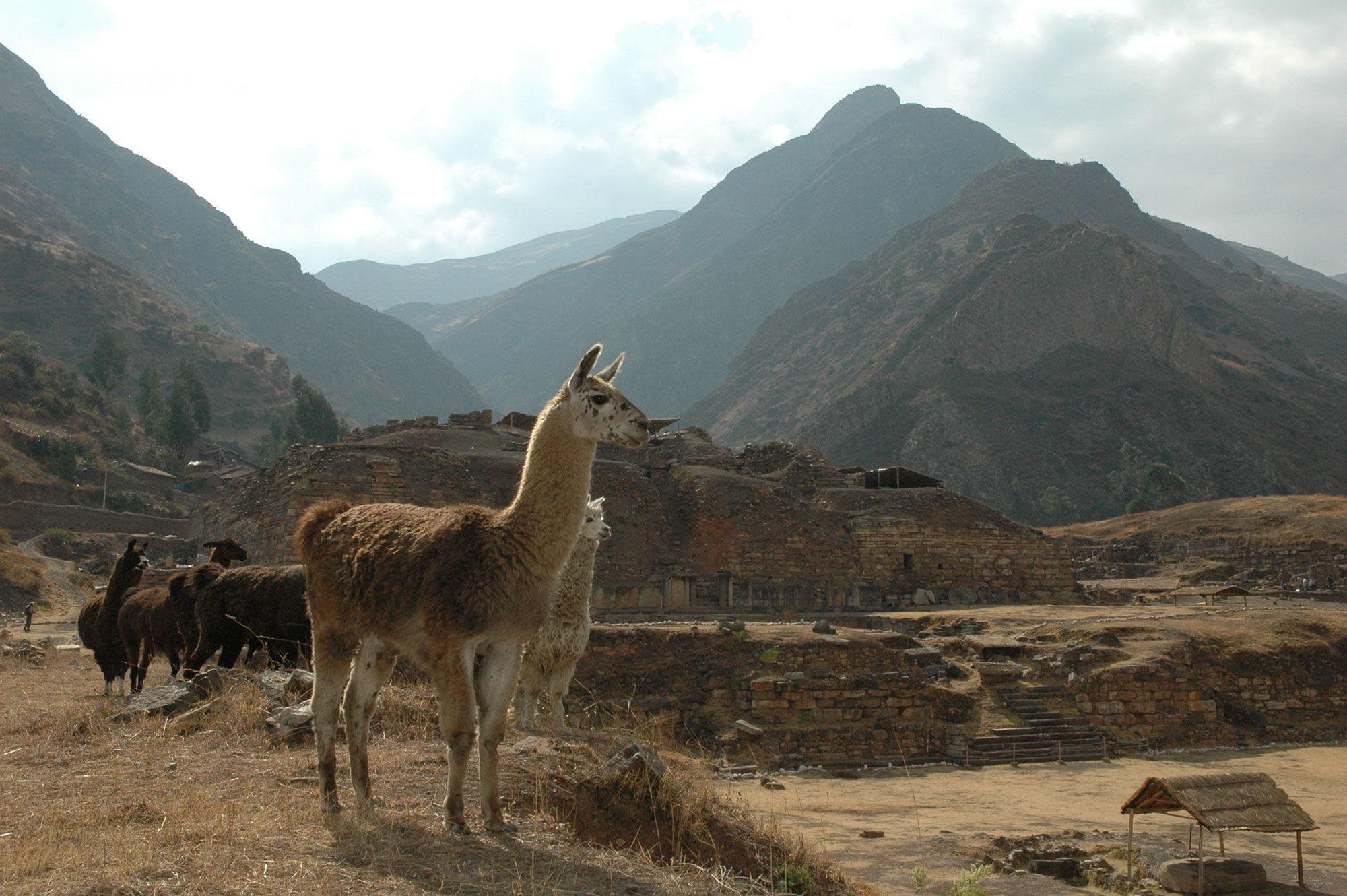 Llamas at the site of Chavín de Huántar, Peru