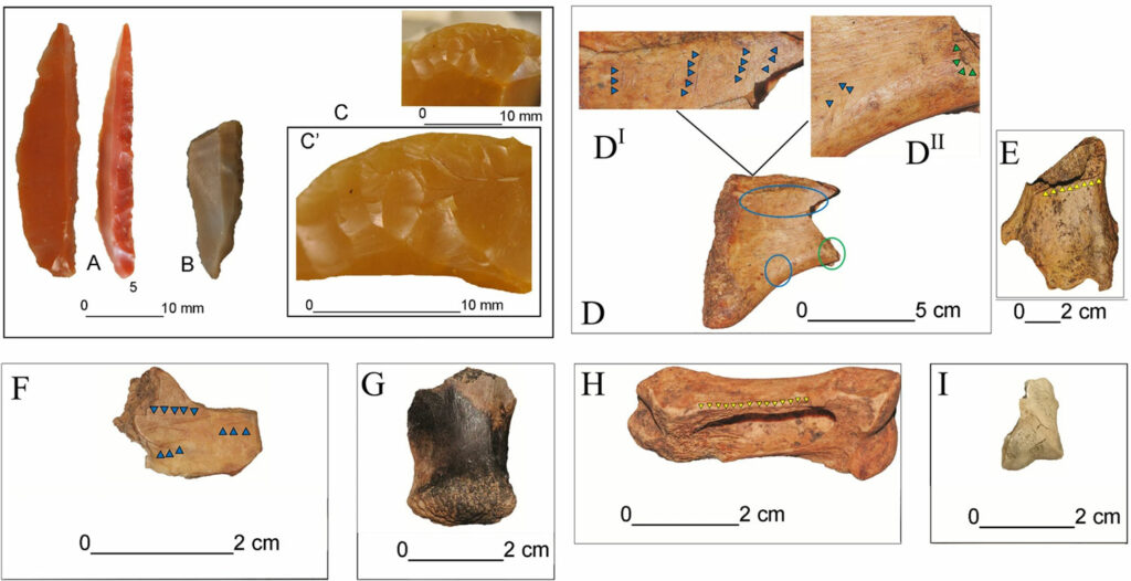 Tools (above left) and cut marks on animal bones