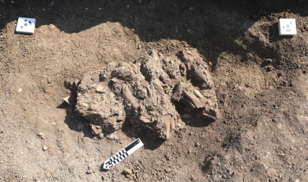 Pit containing pig mandibles, maxillae, and teeth, Legio, Israel