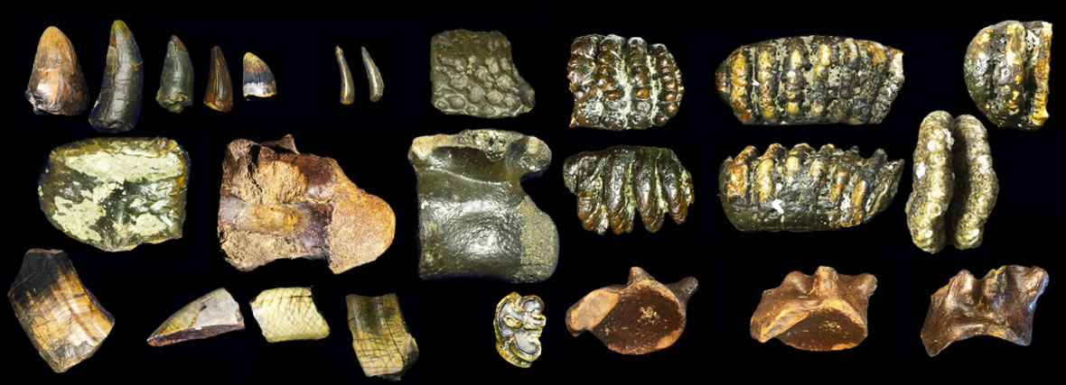 Homo erectus bones recovered from the Madura Strait, Java, Indonesia