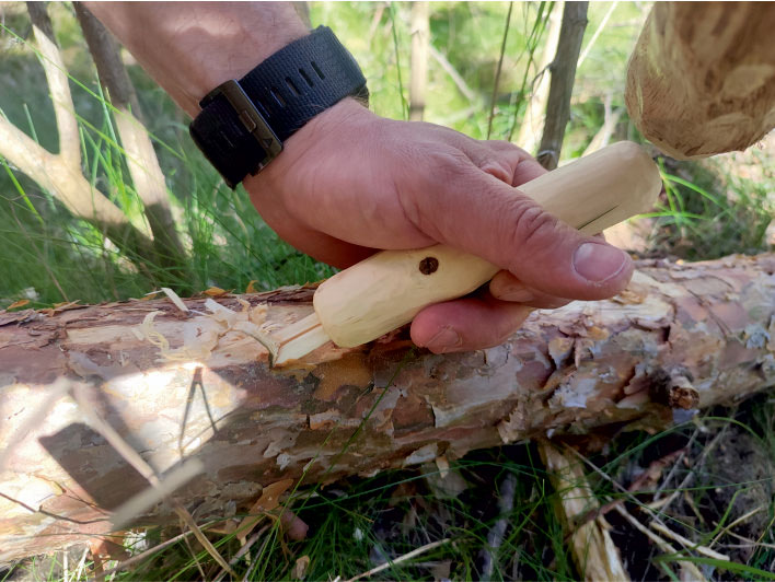 A researcher uses a replica tool to strip pine bark