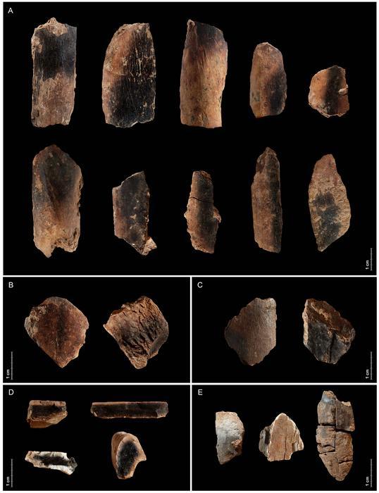 Burnt fallow deer bones recovered in Qesem Cave, Israel