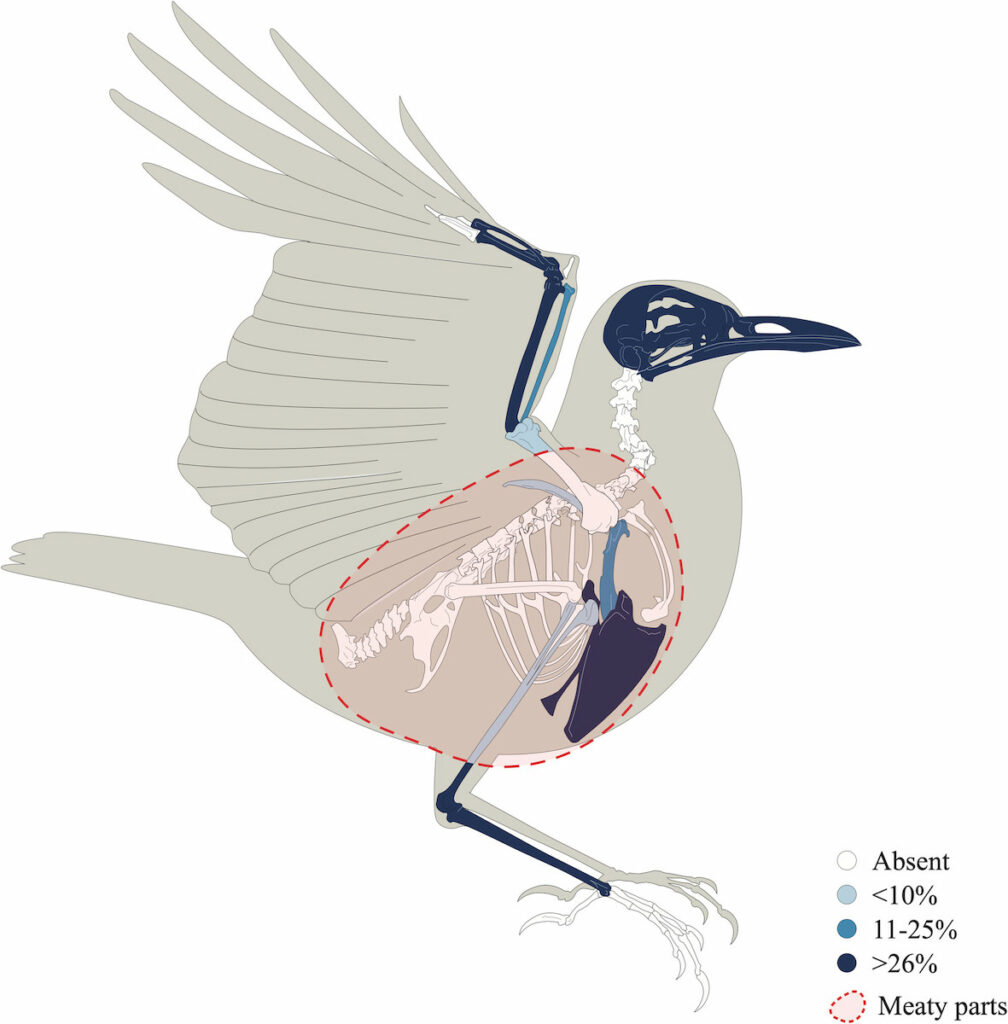 Diagram showing the skeletal remains of thrush recovered from the site of Pollentia