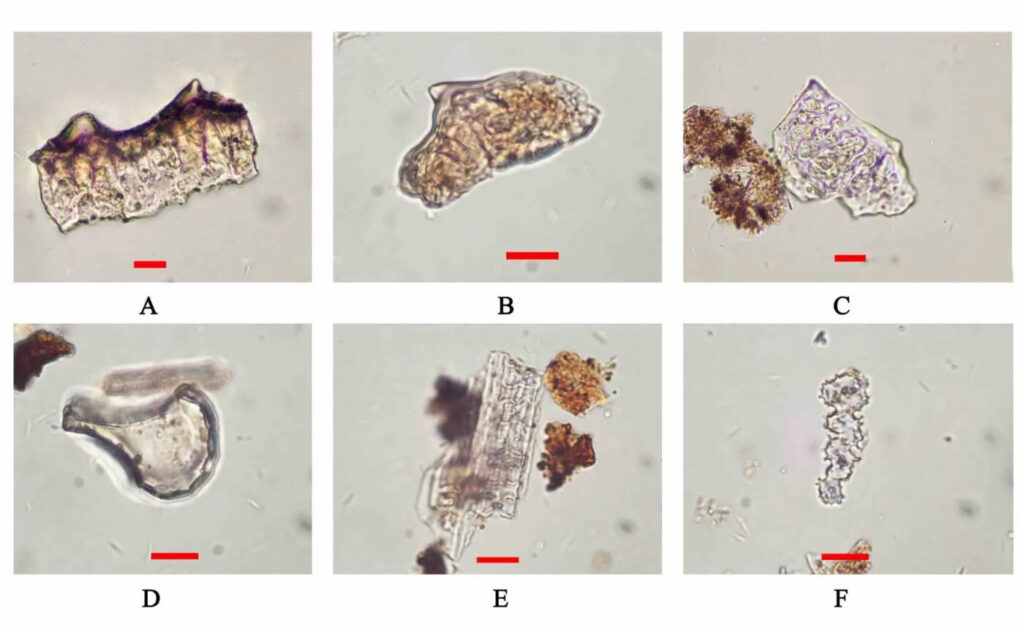 Rice husk phytoliths