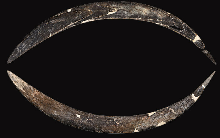Mammoth tusk boomerang