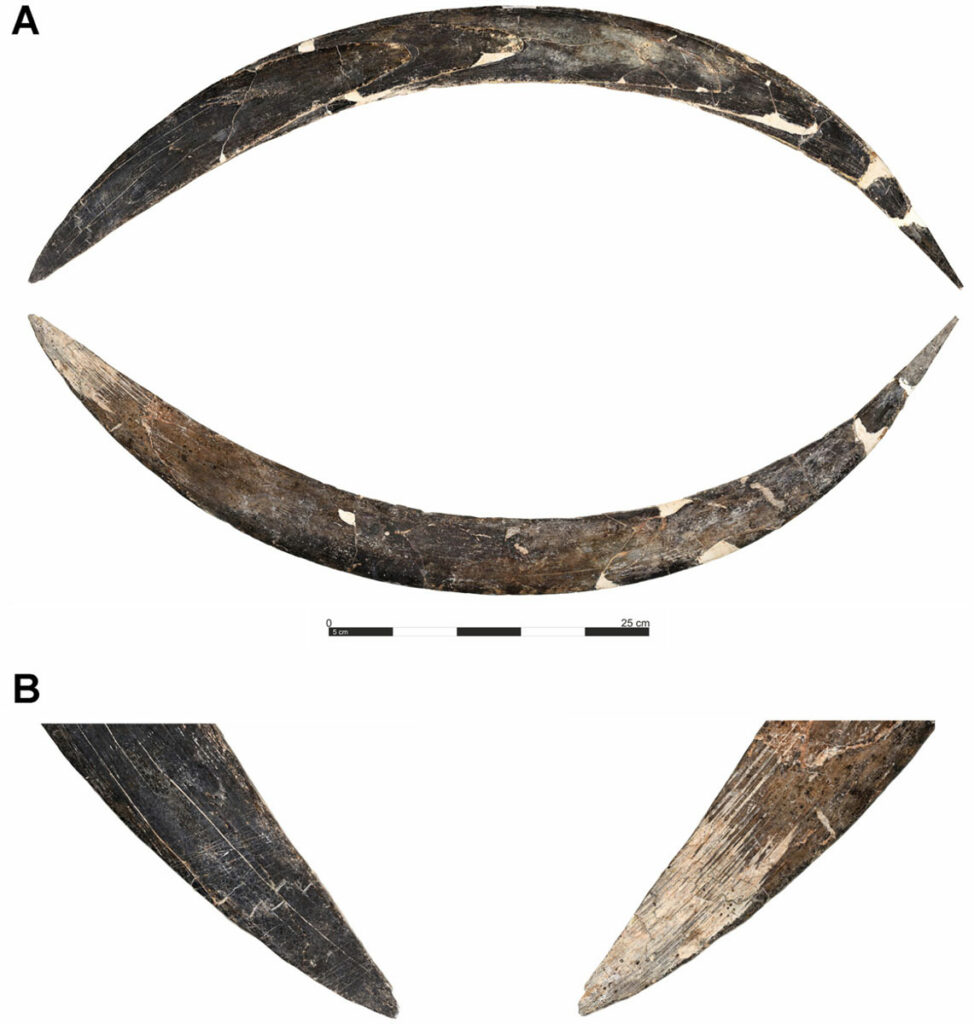 Mammoth tusk boomerang