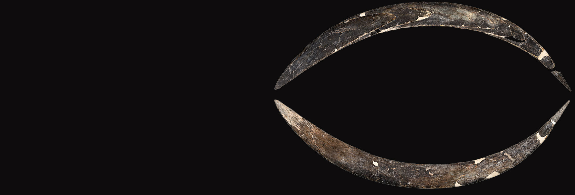 Mammoth tusk boomerang