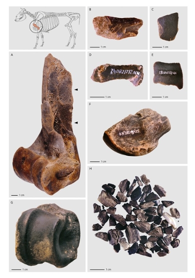Complete and fragmentary bones recovered from the Neumark-Nord 2 site