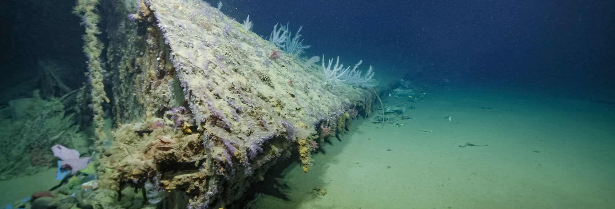 The bow of USS New Orleans lies on the seafloor of Iron Bottom Sound in the Solomon Islands.