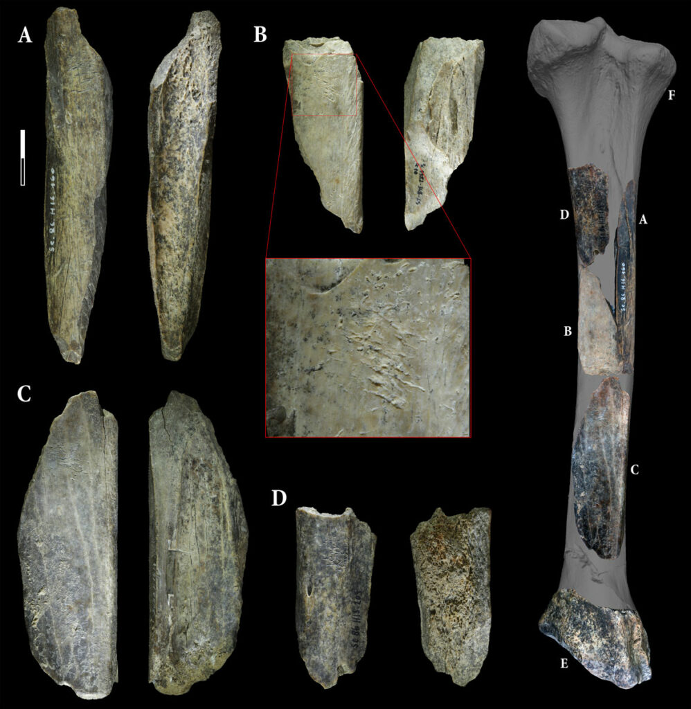 Four bone retouchers (A–D) carved from a cave lion tibia (E)