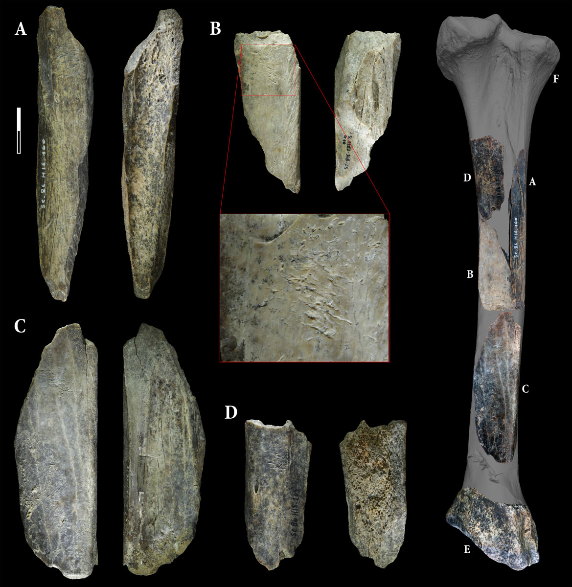 Abrams et al. 2025, Scientific Reports