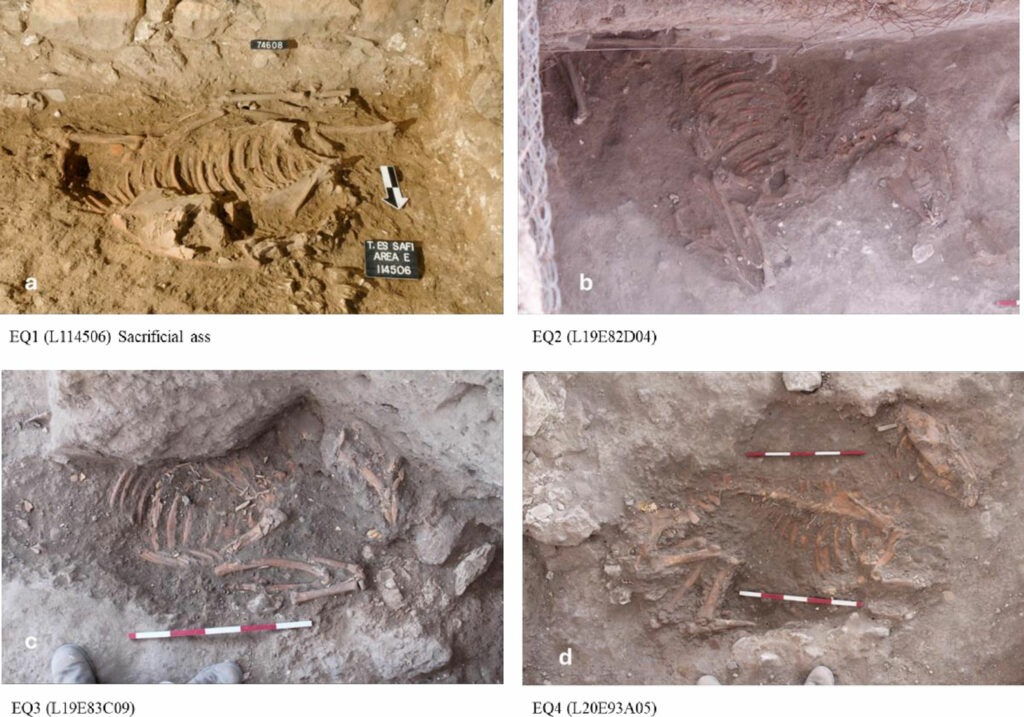 Donkey burials, Gath, Israel