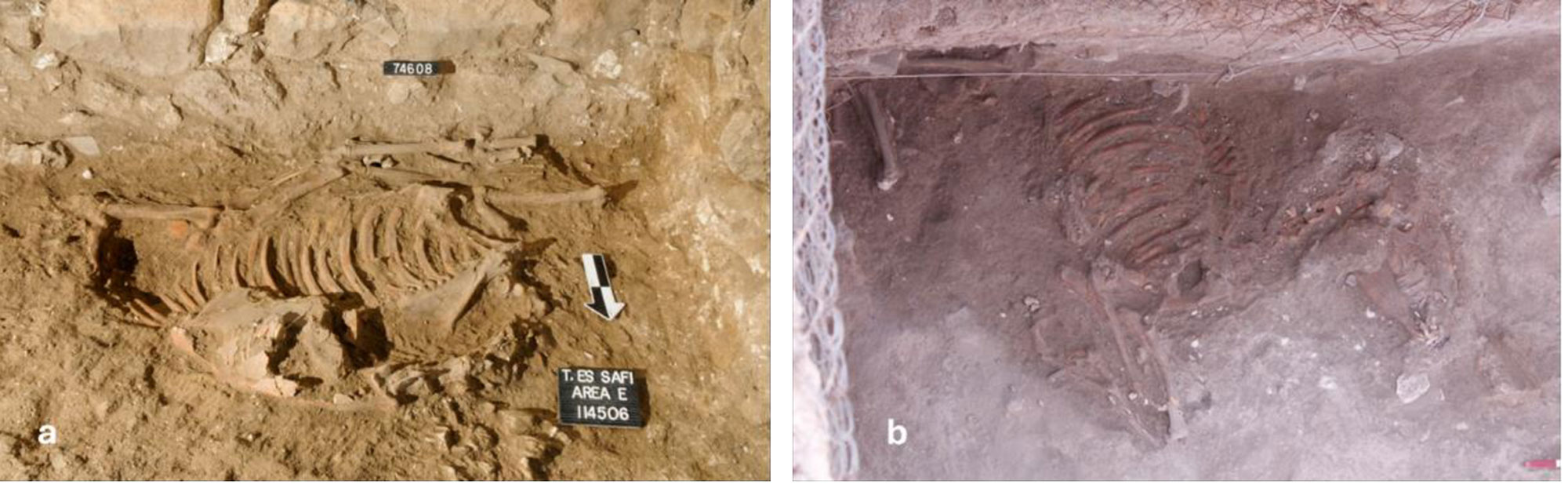 Donkey burials, Gath, Israel