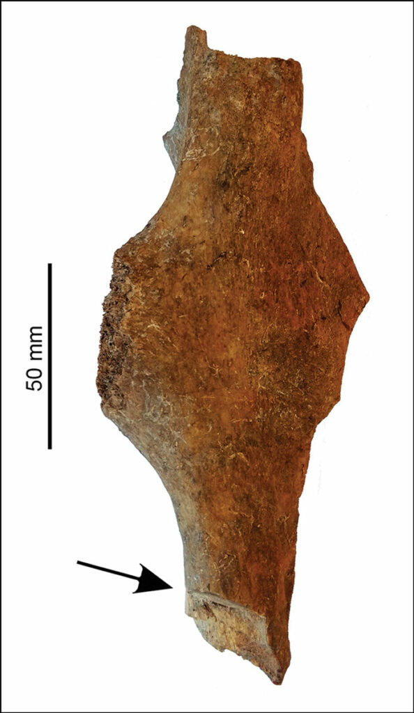 Splintered equid femur from the Ottoman fort of Dombóvár–Gólyavár, with arrow showing hack mark