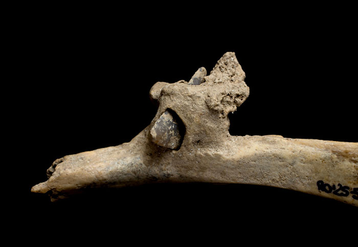 Flint arrowhead embedded in human rib