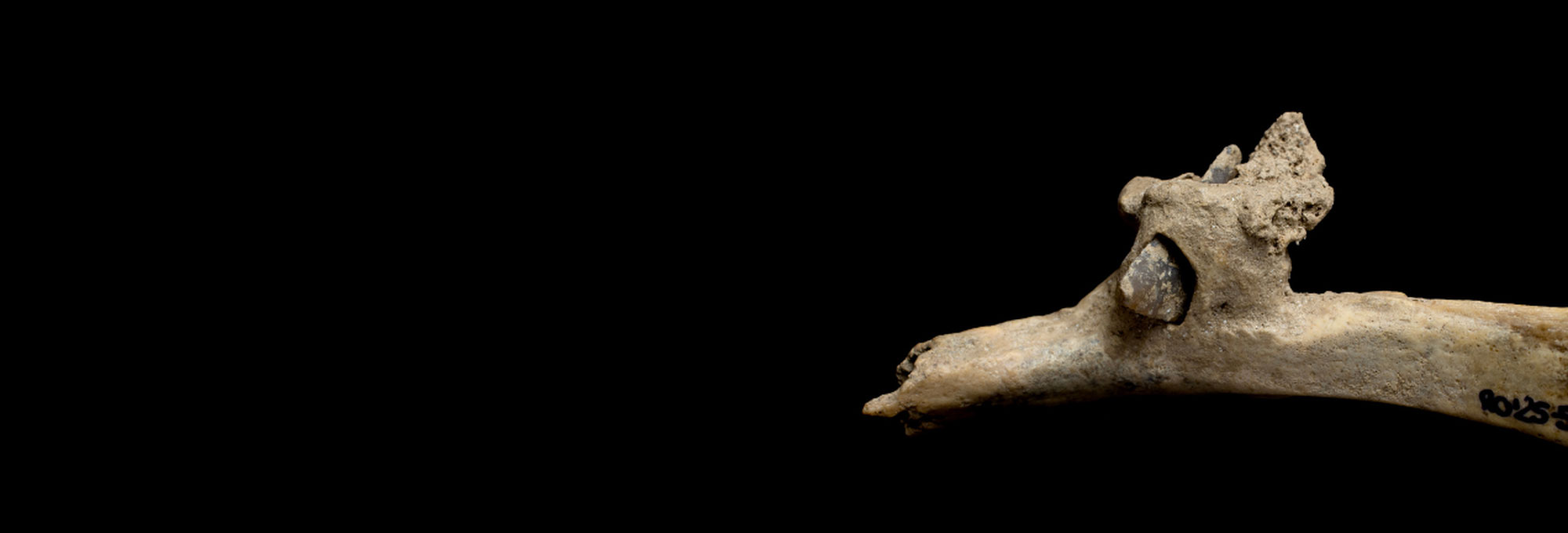 Flint arrowhead embedded in human rib