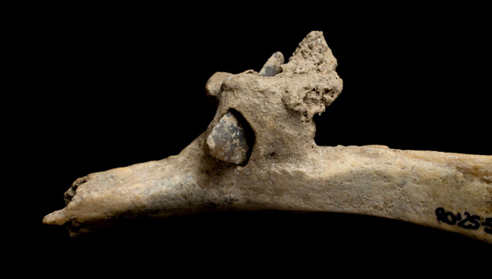 Flint arrowhead embedded in human rib