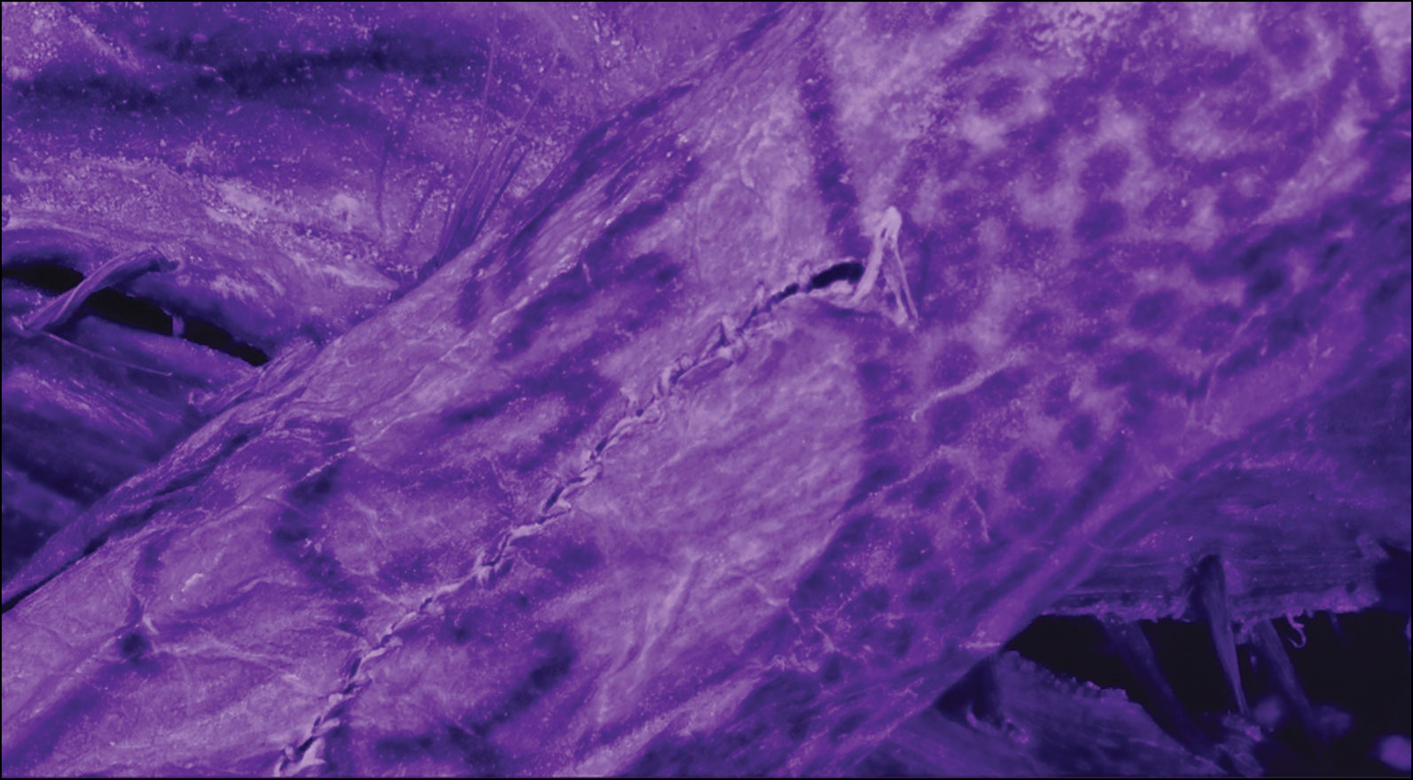 Post-mortem sutured skin cuts through the images indicate that the tattoos did not play a specific role in funerary ritual and possibly lost their meaning when the individual died.