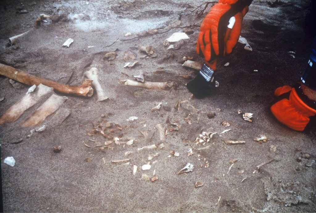 A dense accumulation of faunal remains on the River Bend living surface during excavations in the 1980s