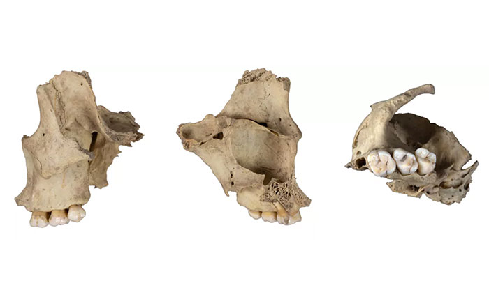 Cannibalized human jawbone from El Mirador cave, Spain