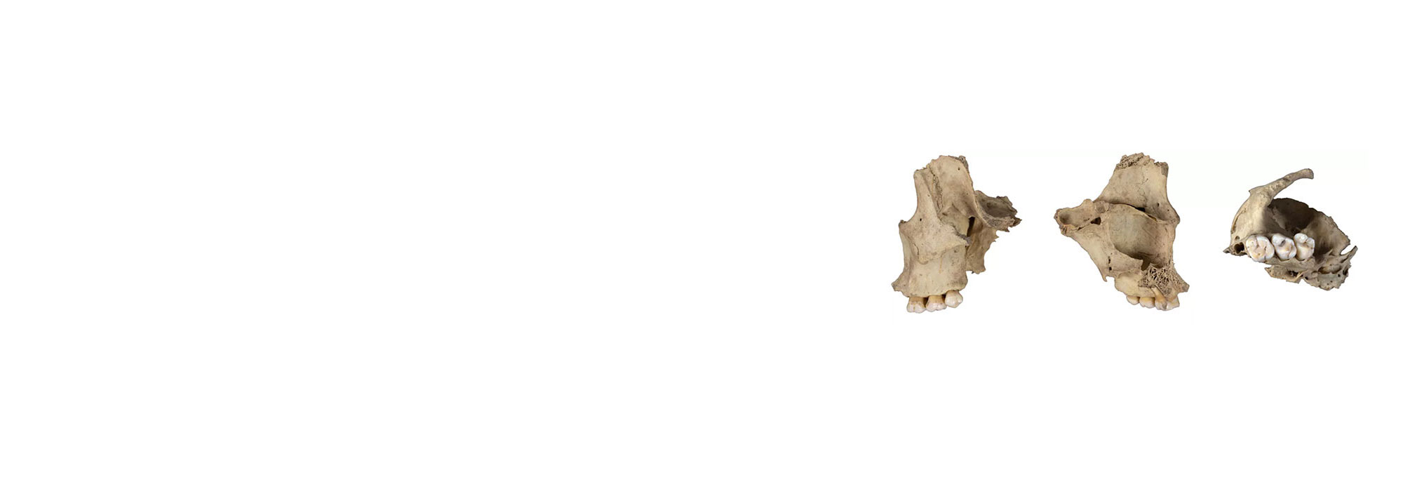 Cannibalized human jawbone from El Mirador cave, Spain